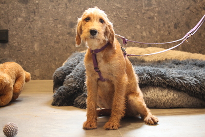 Landina, Mischling Welpen - Hündin