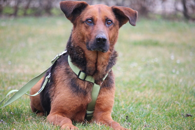 Lando, Mischling - Rüde