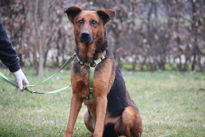 Lando, Mischling - Rüde