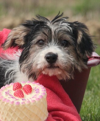 Lani, Mischling Welpen - Hündin