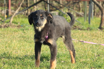 Lani, Mischling Welpen - Hündin