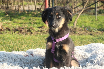 Lani, Mischling Welpen - Hündin