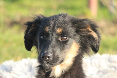 Lani, Mischling Welpen - Hündin