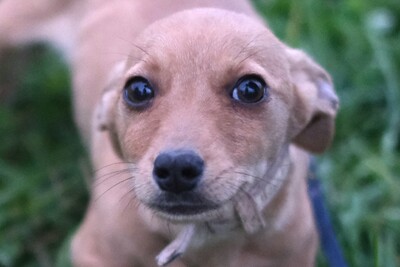 Lania, Mischling Welpen - Hündin