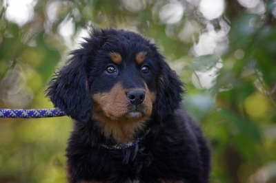 Lanja, Berner Sennenhund Welpen - Rüde
