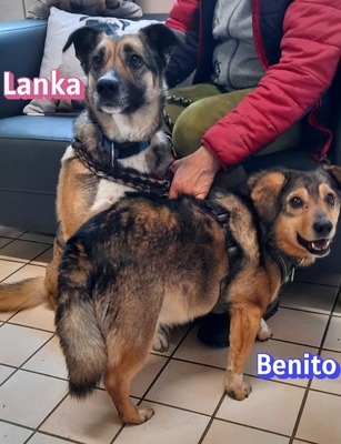 Lanka und Benito, Schäferhund - Hündin