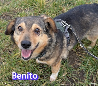 Lanka und Benito, Schäferhund - Hündin