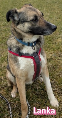 Lanka und Benito, Schäferhund - Hündin