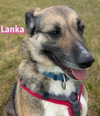 Lanka und Benito, Schäferhund - Hündin
