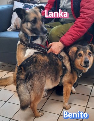 Lanka und Benito, Schäferhund - Hündin