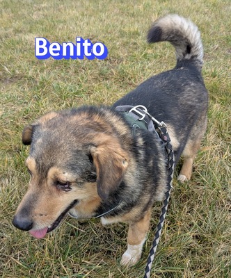 Lanka und Benito, Schäferhund - Hündin