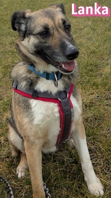 Lanka und Benito, Schäferhund - Hündin