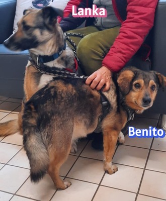 Lanka und Benito, Schäferhund - Hündin
