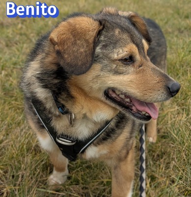 Lanka und Benito, Schäferhund - Hündin