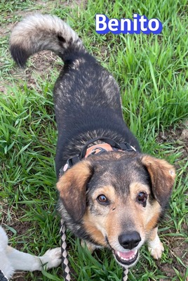 Lanka und Benito, Schäferhund - Hündin