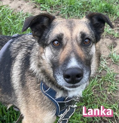 Lanka und Benito, Schäferhund - Hündin