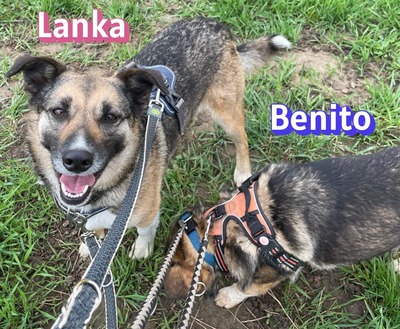 Lanka und Benito, Schäferhund - Hündin