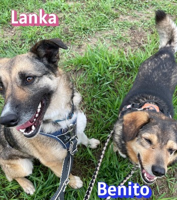 Lanka und Benito, Schäferhund - Hündin