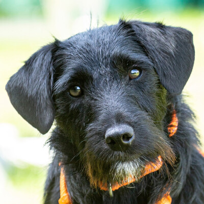 Lao, Schnauzer-Mix - Rüde