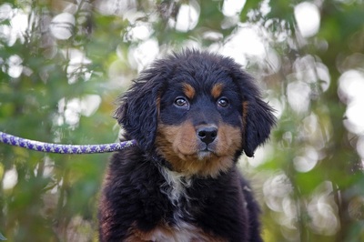 Laola, Berner Sennenhund Welpen - Rüde