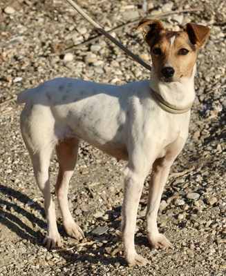 Lara, Bodeguero Andaluz - Mix - Hündin