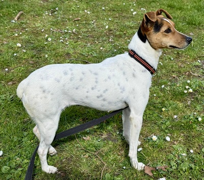 Lara, Bodeguero Andaluz - Mix - Hündin