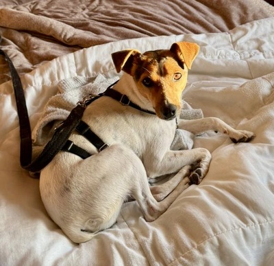 Lara, Bodeguero Andaluz - Mix - Hündin