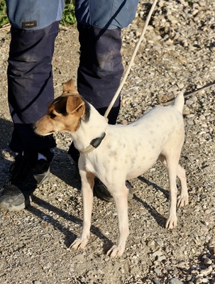 Lara, Bodeguero Andaluz - Mix - Hündin