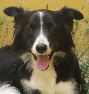 Lara, Border-Collie - Hündin