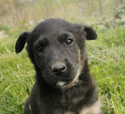 Lara, Mischling Welpen - Hündin