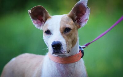 Lara, Podenco Mischling - Hündin