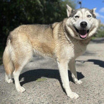 🌸Lara Siberian Husky ist kein typischer aktiver Husky, sie ist ruhig und gelassen 🌷, Sibirian Husky - Hündin 1