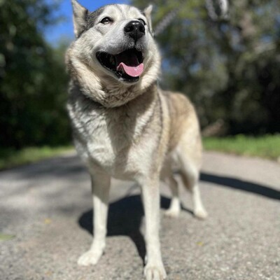 🌸Lara Siberian Husky ist kein typischer aktiver Husky, sie ist ruhig und gelassen 🌷, Sibirian Husky - Hündin