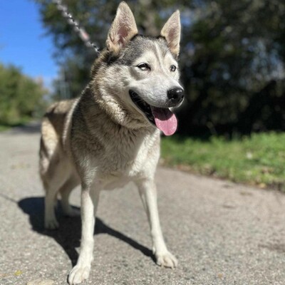 🌸Lara Siberian Husky ist kein typischer aktiver Husky, sie ist ruhig und gelassen 🌷, Sibirian Husky - Hündin