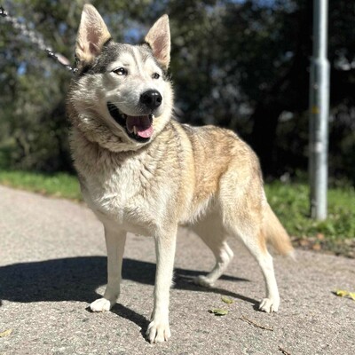 🌸Lara Siberian Husky ist kein typischer aktiver Husky, sie ist ruhig und gelassen 🌷, Sibirian Husky - Hündin