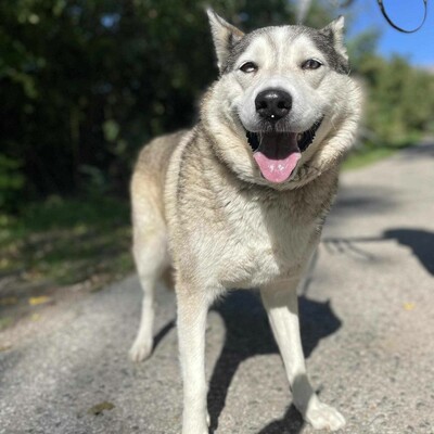 🌸Lara Siberian Husky ist kein typischer aktiver Husky, sie ist ruhig und gelassen 🌷, Sibirian Husky - Hündin