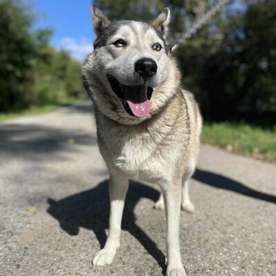 🌸Lara Siberian Husky ist kein typischer aktiver Husky, sie ist ruhig und gelassen 🌷, Sibirian Husky - Hündin