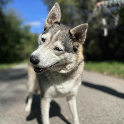 🌸Lara Siberian Husky ist kein typischer aktiver Husky, sie ist ruhig und gelassen 🌷, Sibirian Husky - Hündin