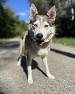 🌸Lara Siberian Husky ist kein typischer aktiver Husky, sie ist ruhig und gelassen 🌷, Sibirian Husky - Hündin