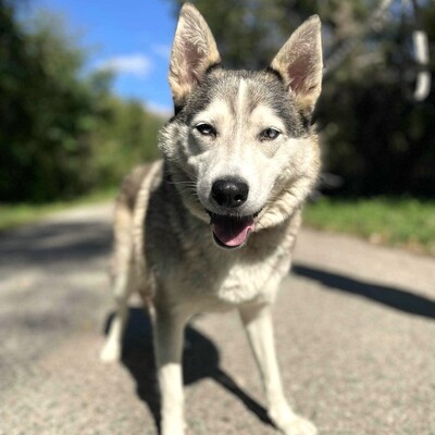 🌸Lara Siberian Husky ist kein typischer aktiver Husky, sie ist ruhig und gelassen 🌷, Sibirian Husky - Hündin