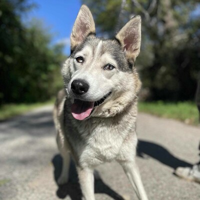 🌸Lara Siberian Husky ist kein typischer aktiver Husky, sie ist ruhig und gelassen 🌷, Sibirian Husky - Hündin