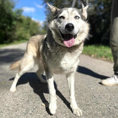 🌸Lara Siberian Husky ist kein typischer aktiver Husky, sie ist ruhig und gelassen 🌷, Sibirian Husky - Hündin