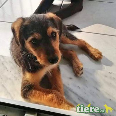 Lara, ein verspieltes Mädchen Welpen - Hündin