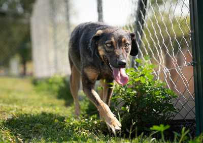 Laska - sehr menschenbezogen und zutraulich, verschmust, bewegungsfreudig, verspielt, liebt Wasser, Mischling (Video auf HP) - Hündin