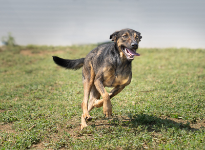 Laska - sehr menschenbezogen und zutraulich, verschmust, bewegungsfreudig, verspielt, liebt Wasser, Mischling (Video auf HP) - Hündin