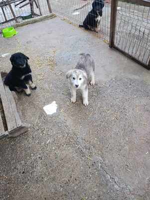 Laska wartet nicht auf irgendwen, sondern genau auf Dich, Mischling Welpen - Hündin