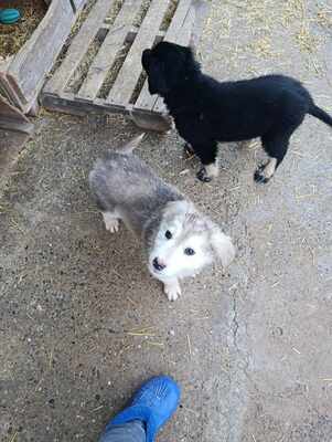 Laska wartet nicht auf irgendwen, sondern genau auf Dich, Mischling Welpen - Hündin