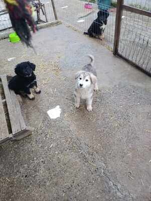 Laska wartet nicht auf irgendwen, sondern genau auf Dich, Mischling Welpen - Hündin