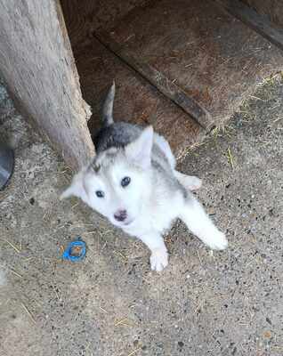 Laska wartet nicht auf irgendwen, sondern genau auf Dich, Mischling Welpen - Hündin