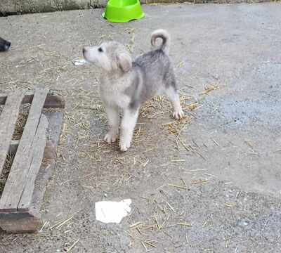 Laska wartet nicht auf irgendwen, sondern genau auf Dich, Mischling Welpen - Hündin